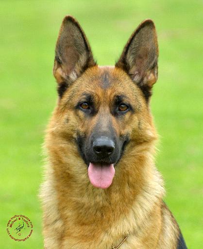 German Shepherd Dog 9B51D-11.JPG